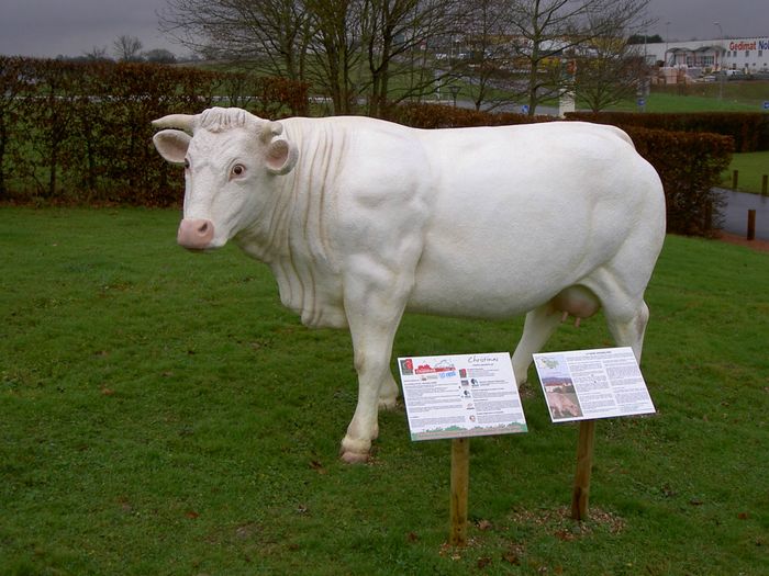 vache charolaise en resine et
fibres de verre grandeur nature 
155 cmx260 cm x 75 cm : 80 kg
 peinture acrylique anti UV 